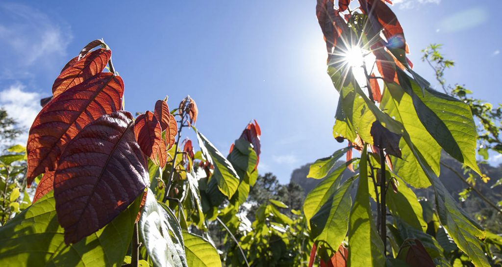 43 cacaoteros reducen su vulnerabilidad climática -Proyecto Progresa