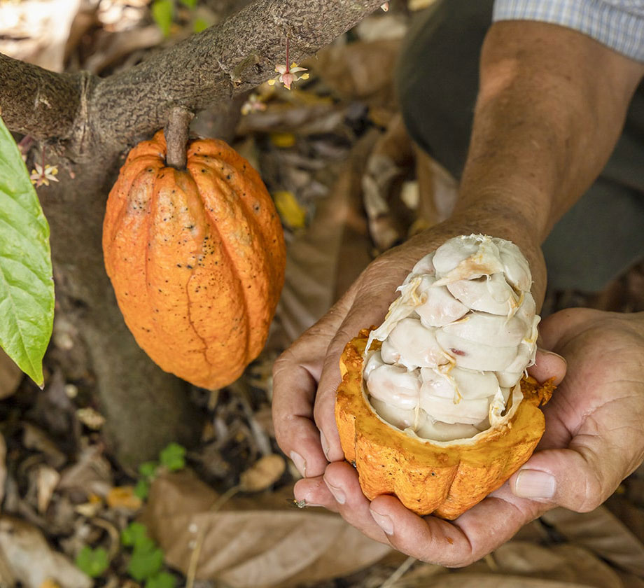 El cacao promovido por PROGRESA Unión Europea en El Paraíso es del tipo fino de aroma, especial para exportación.