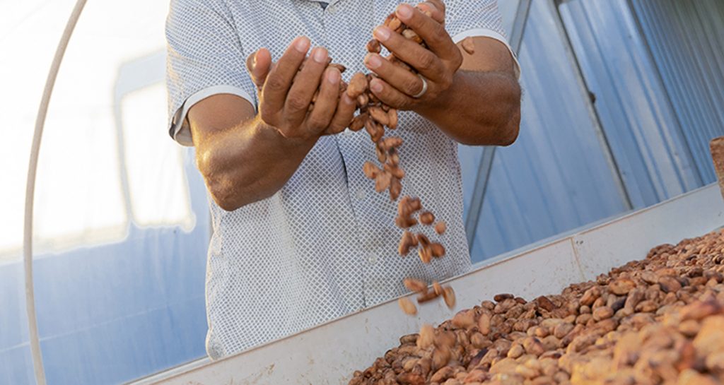 Centro de acopio cacao